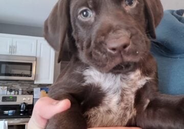 Gsp/chocolate lab puppies
