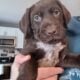 Gsp/chocolate lab puppies