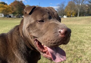 Max- 2 year old Chinese shar pei