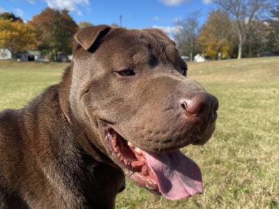 Max- 2 year old Chinese shar pei