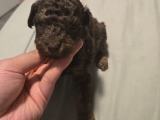 Mini Goldendoodles