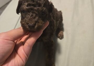 Mini Goldendoodles