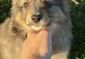 Mini australian shepherd puppies