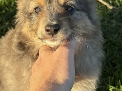 Mini australian shepherd puppies
