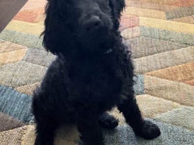 Golden Doodle(White)
