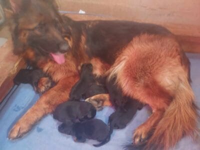 German Shepherd pups Black/Red long coats