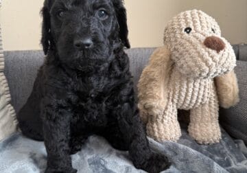 CKC Goldendoodle