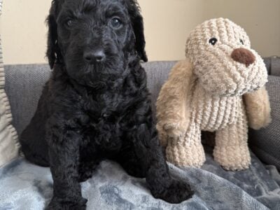 CKC Goldendoodle