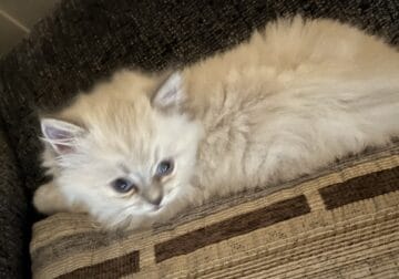 Lilac point kitten