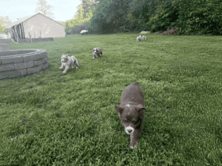 AKC Purebred Australian Shepherd Puppies for Sale