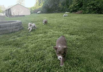 AKC Purebred Australian Shepherd Puppies for Sale