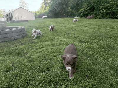 AKC Purebred Australian Shepherd Puppies for Sale