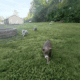 AKC Purebred Australian Shepherd Puppies for Sale