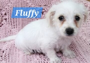 9 ½ weeks old Doxipoo puppy small breed dog