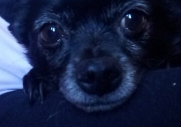7 year old Chihuahua