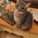 Friendly Tabby Looking for New Home