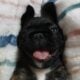 YAHanah – 6 mo Fluffy Frenchie