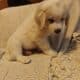 Male pyrenees puppies