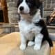 Australian Shepherd Puppies