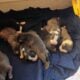 American Staffordshire bull terrier puppies availa