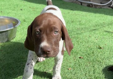 German Shorthaired Pointer, AKC Registered Female