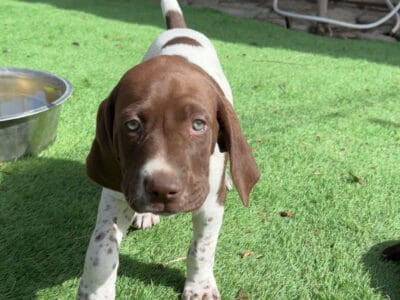 German Shorthaired Pointer, AKC Registered Female