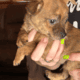 Beautiful Pom-Chi Puppies