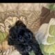 Shihpoo Puppy #4