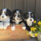Mini Bernedoodle puppies