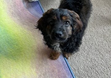 Cockapoo Puppy Looking for a Loving Home