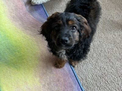 Cockapoo Puppy Looking for a Loving Home