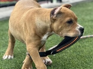 XL Tri color American Bully puppy