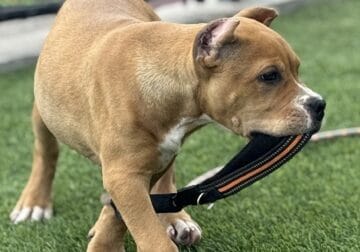 XL Tri color American Bully puppy