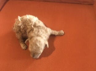 hard to find teacup poodle puppies