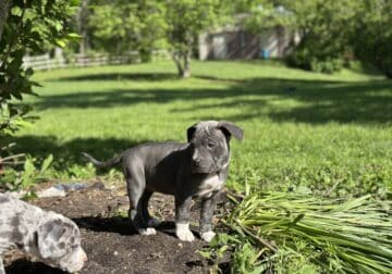 XL Bully ABKC Registered Blue Female