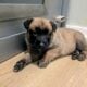 Sweet Malinois puppies