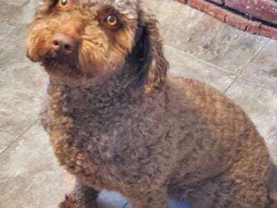 Lyla (Spanish water dog)