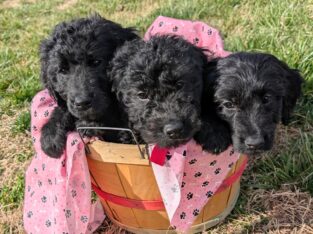 Golden Doodles F1 Standard