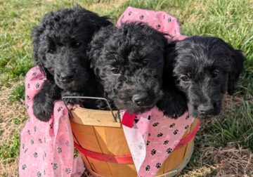 Golden Doodles F1 Standard