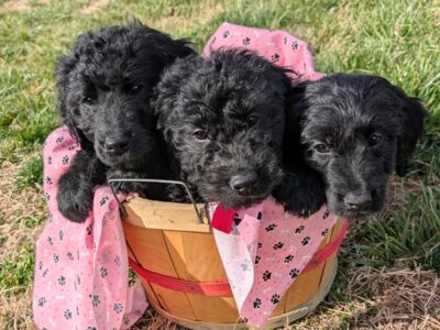 Golden Doodles F1 Standard