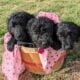 Golden Doodles F1 Standard