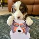 Oodles of Aussie Doodles