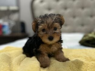 Male Yorkies Available