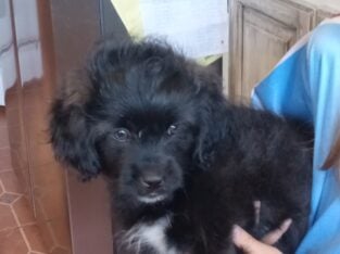 Malshi poodles