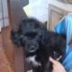Malshi poodles