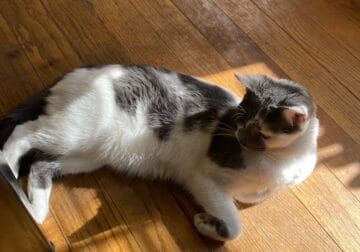 4 years old cat