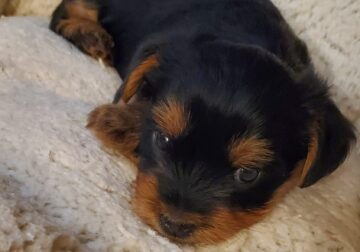 Adorable male yorkies