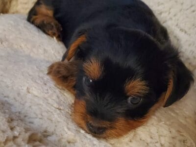 Adorable male yorkies