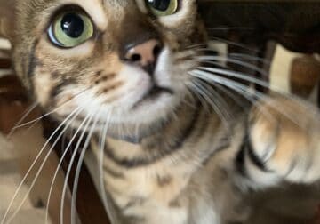 Nala 1yr old Bengal