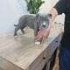 American Bully Puppies